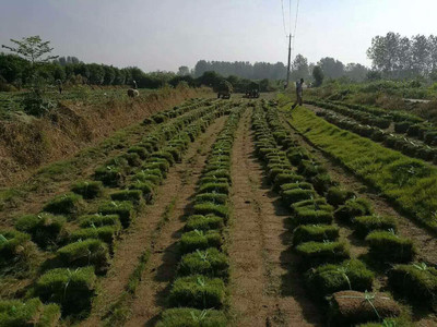 基地供应绿化苗木 马尼拉草坪 草皮种植基地 耐践踏图片_高清图_细节图