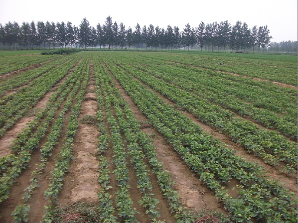 银杏树苗基地_银杏苗木种植基地