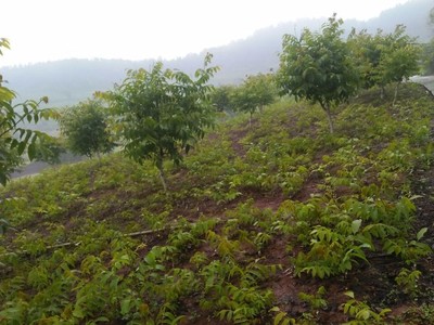 核桃苗图片_高清图_细节图-简阳市绿森苗木种植专业合作社