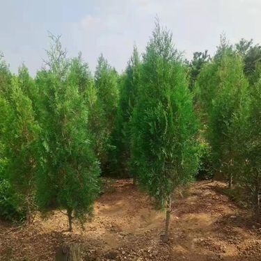 莒南县奥程苗木种植专业合作社