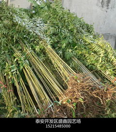 木兰蓝莓树苗种植